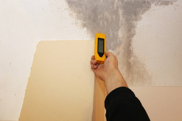 Best Environmental Consulting for Mold Prevention  in Bishop, TX