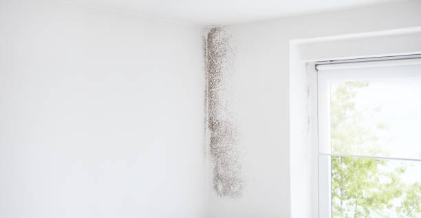 Best Industrial Mold Remediation  in Bishop, TX