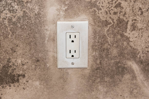 Best Mold Damage Restoration  in Bishop, TX
