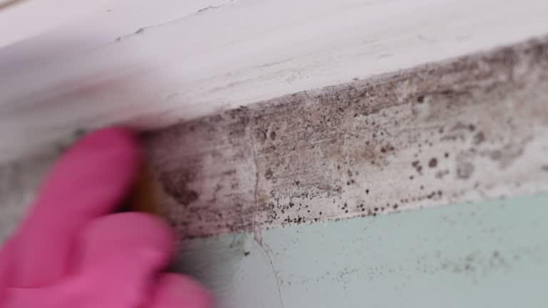 Best Real Estate Mold Inspection  in Bishop, TX